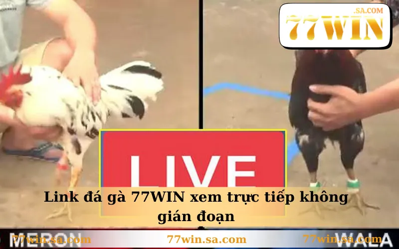 Link đá gà 77WIN xem trực tiếp không gián đoạn